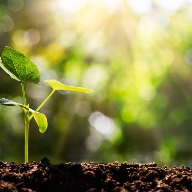 Plant shoot with sun in background