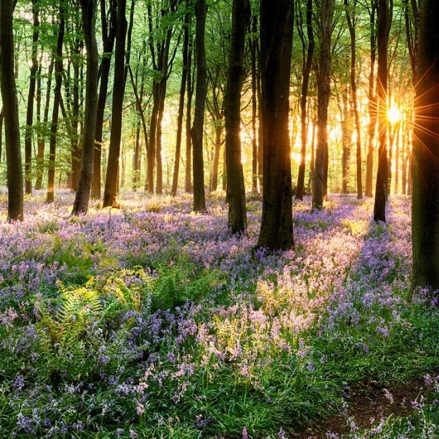 Image of a bluebell wood with sun coming through trees