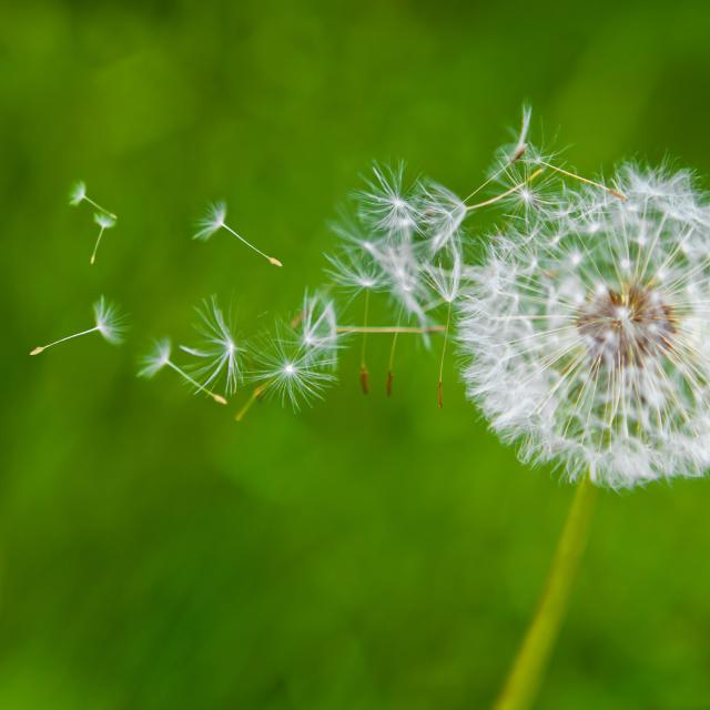 Dandelion blowing in the breeze