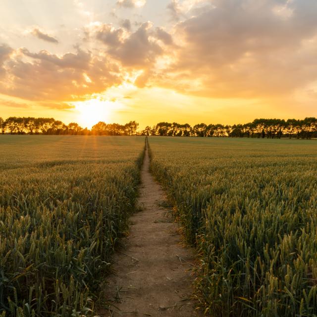 sunrise over path through field of crops