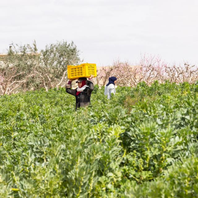 Farmers picking fresh bean pods on a farm in Tunisia