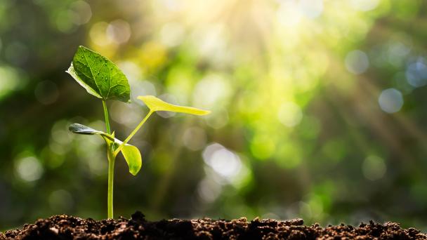 Plant shoot with sun in background