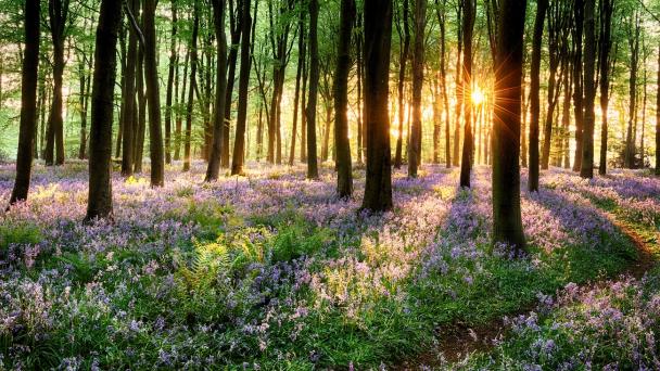 Image of a bluebell wood with sun coming through trees