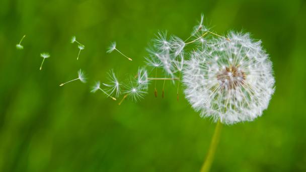 Dandelion blowing in the breeze