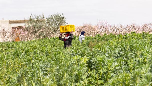 Farmers picking fresh bean pods on a farm in Tunisia